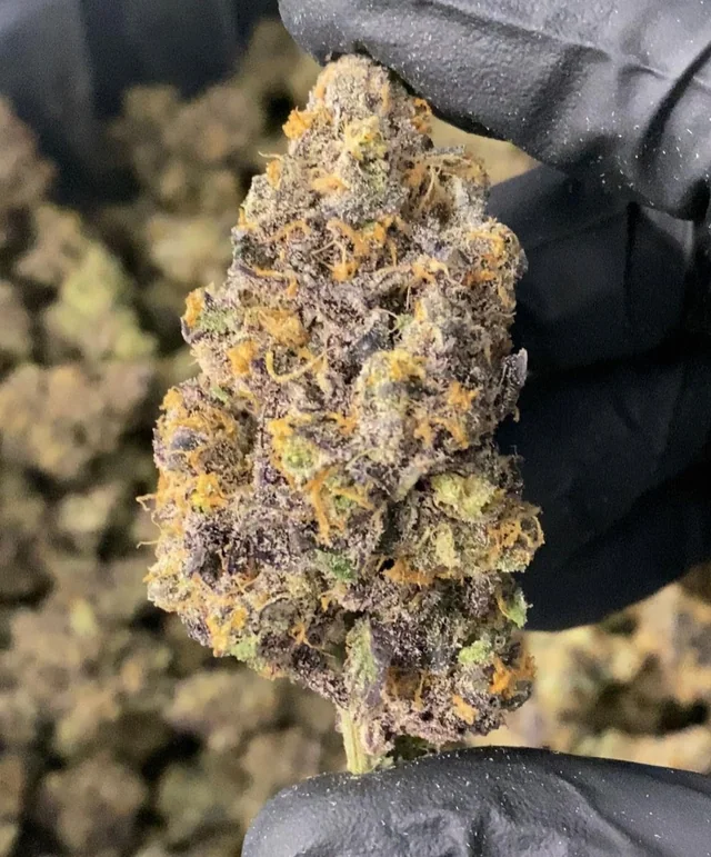 Buy White Zerbert Strain Online in the uk